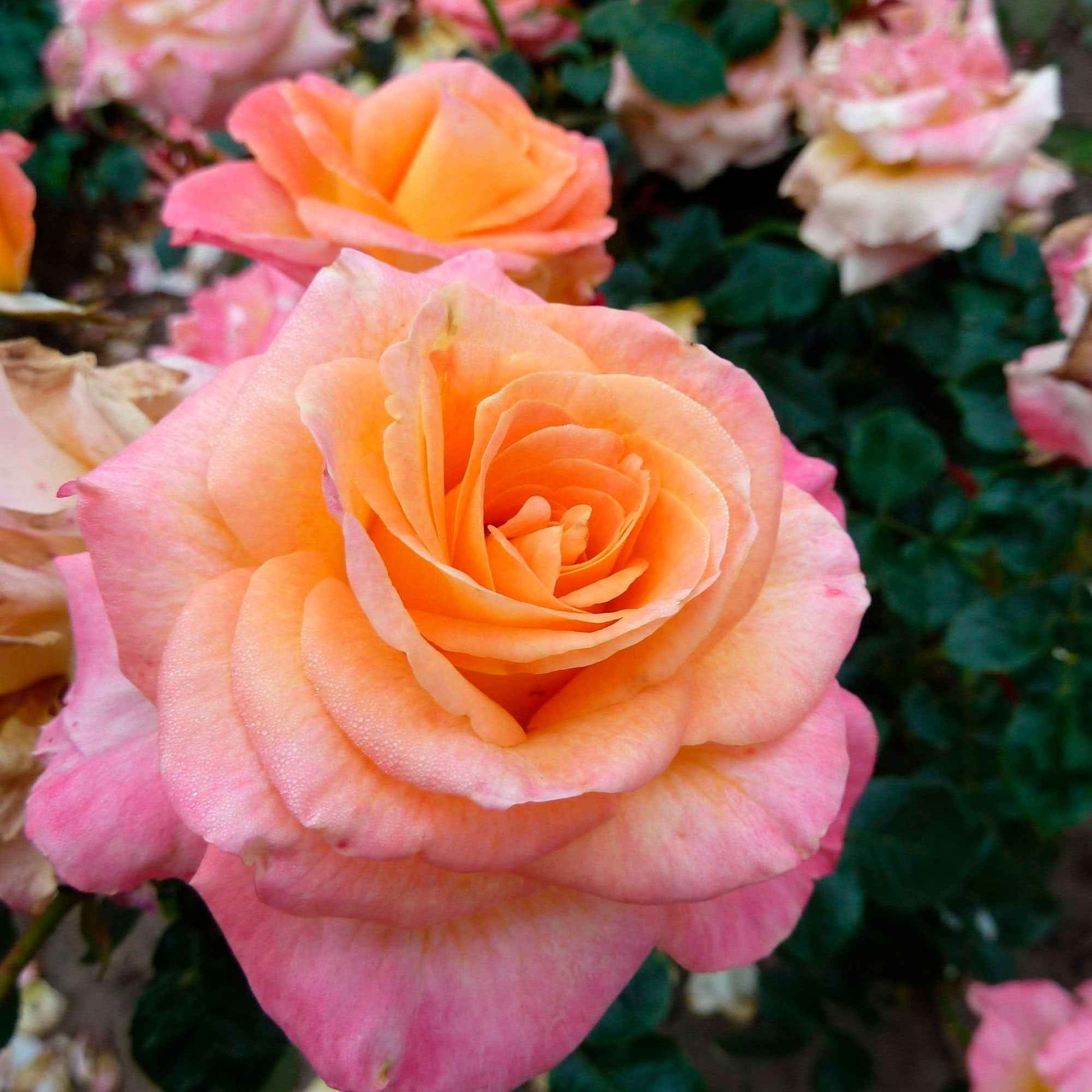 3x Grootbloemige roos Rosa 'Britannia'® Roze-Geel  - Bare rooted - Winterhard - Nieuw outdoor