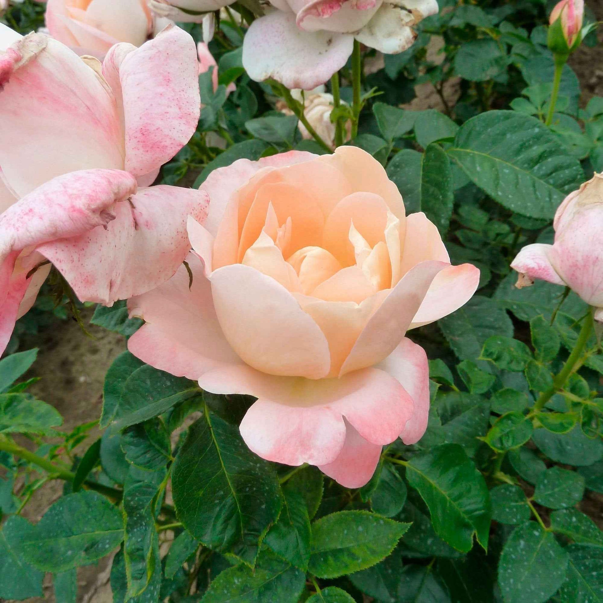 3x Grootbloemige roos Rosa 'Isabelle Autissier'® Geel-Roze  - Bare rooted - Winterhard - Grootbloemige rozen