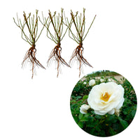 3x Trosroos Rosa 'Sirius'® Crème-Roze  - Bare rooted - Winterhard - Plantsoort