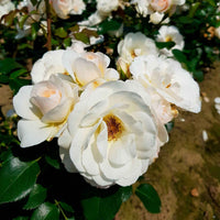 3x Trosroos Rosa 'Sirius'® Crème-Roze  - Bare rooted - Winterhard - Plant eigenschap