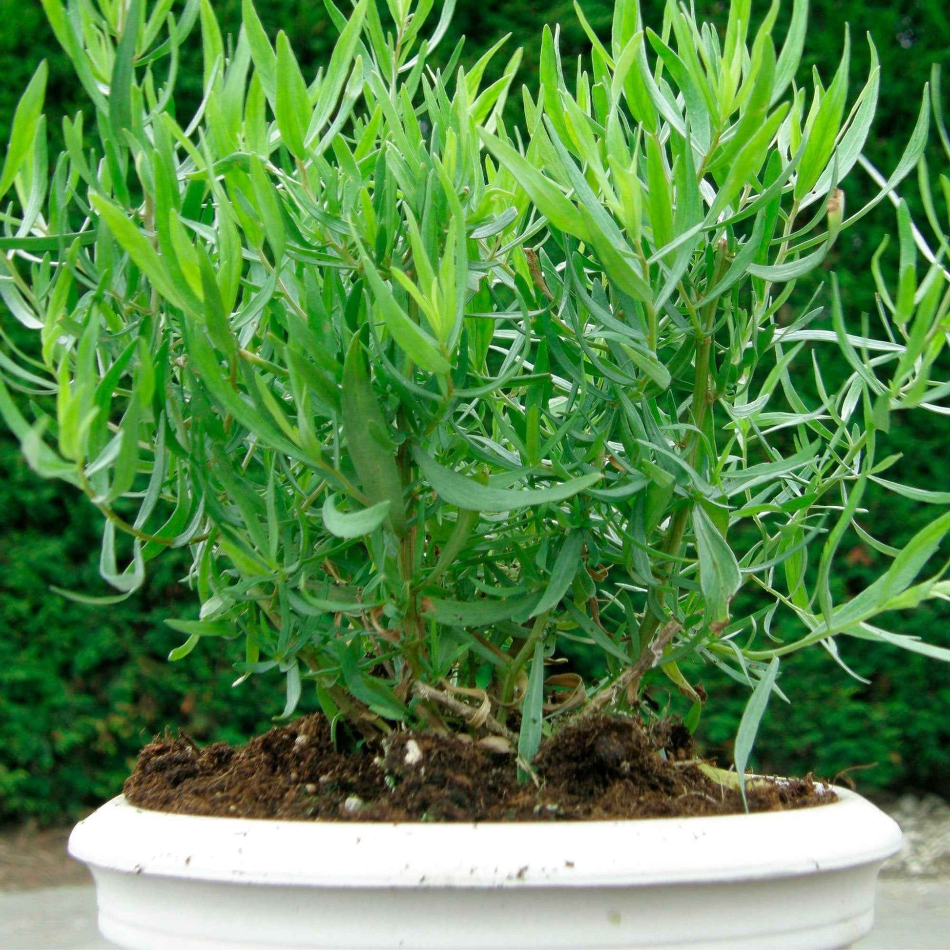 Dragon Artemisia  'Senior' Groen - Bio - Kruiden