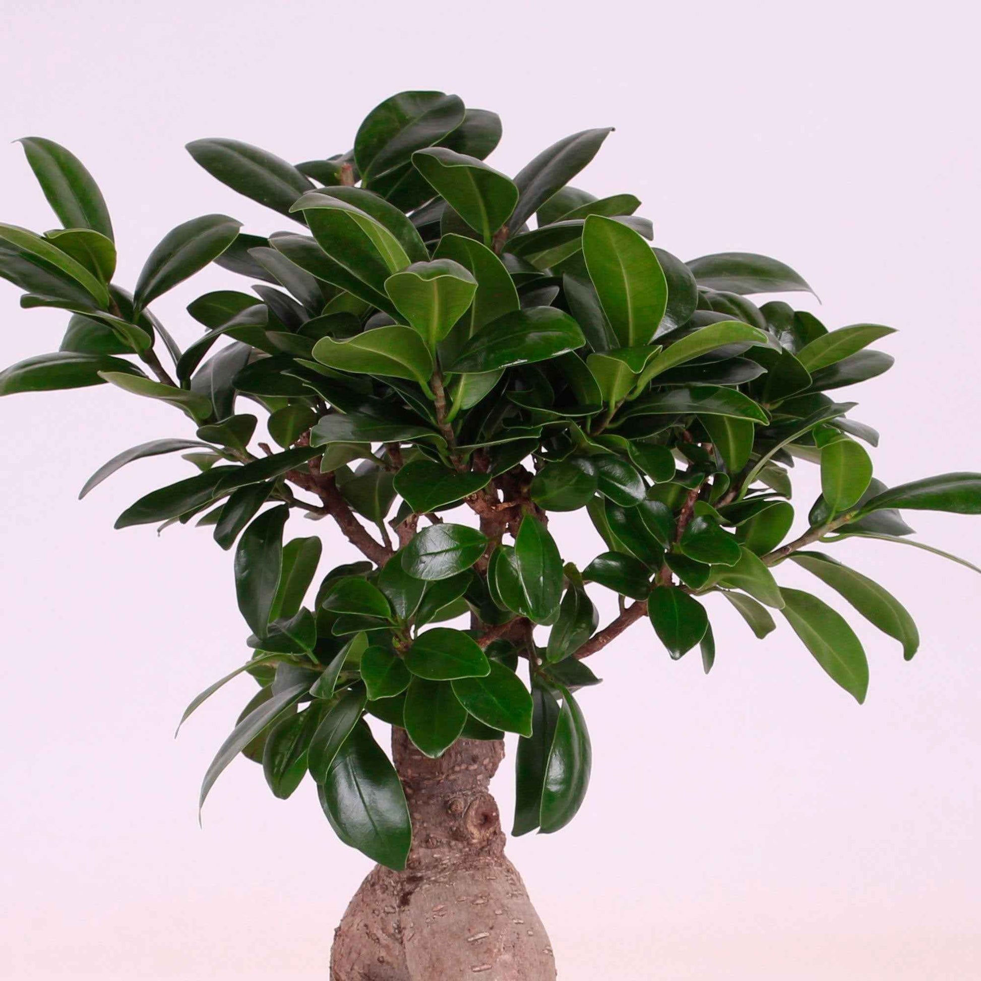 Ficus microcarpa 'Ginseng' incl. sierpot - Huiskamerplanten