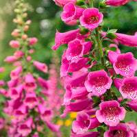 Vingerhoedskruid Digitalis  'Pink Panther' Roze - Winterhard - Tuinplanten