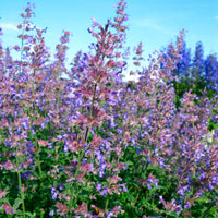 Kattenkruid Nepeta 'Purrsian Blue' Paars-Blauw - Winterhard - Borderplanten