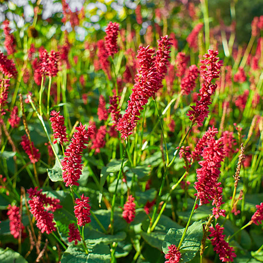 Duizendknoop Persicaria 'Dark Red' Roze-Rood - Winterhard - Alle vaste tuinplanten