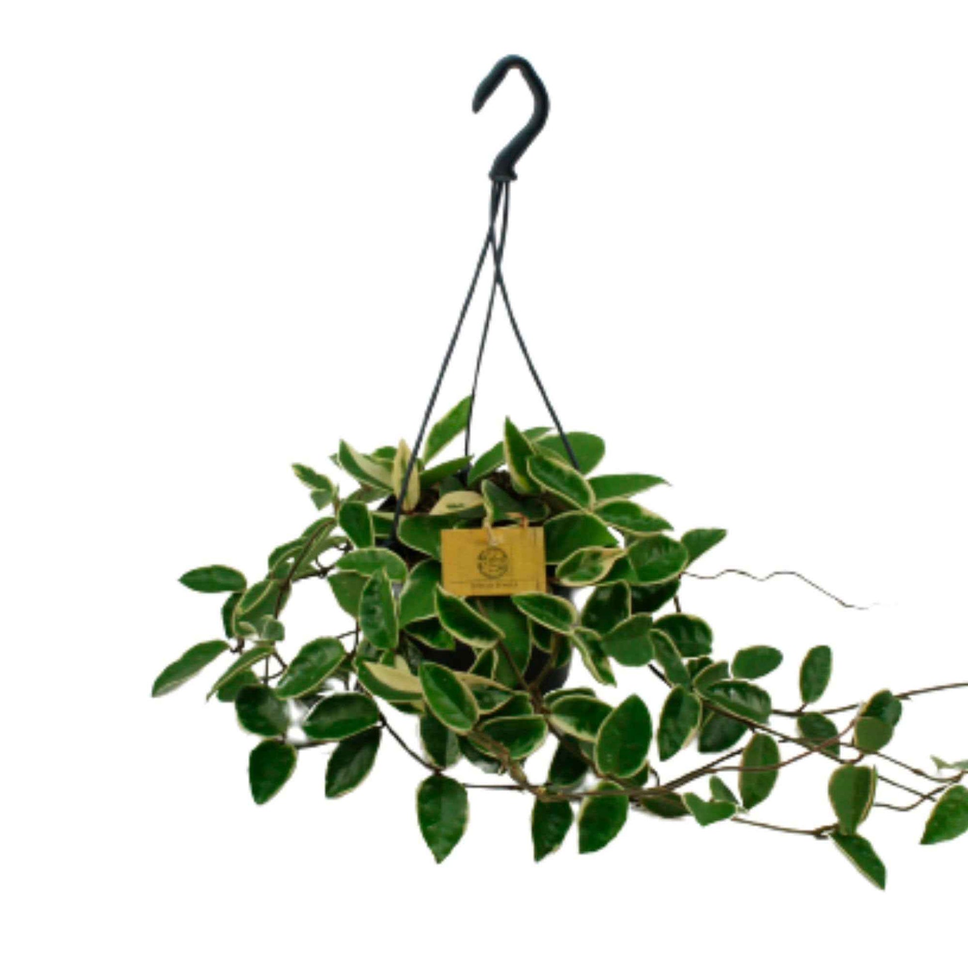 Wasbloem Hoya 'Krimson Queen'  - Hangplant - Groene kamerplanten