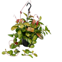Hoya australis 'Lisa' groen-geel incl. hangpot kunststof  - Hangplant - Groene kamerplanten