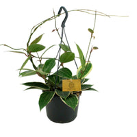Wasbloem Hoya macrophylla  - Hangplant - Groene kamerplanten