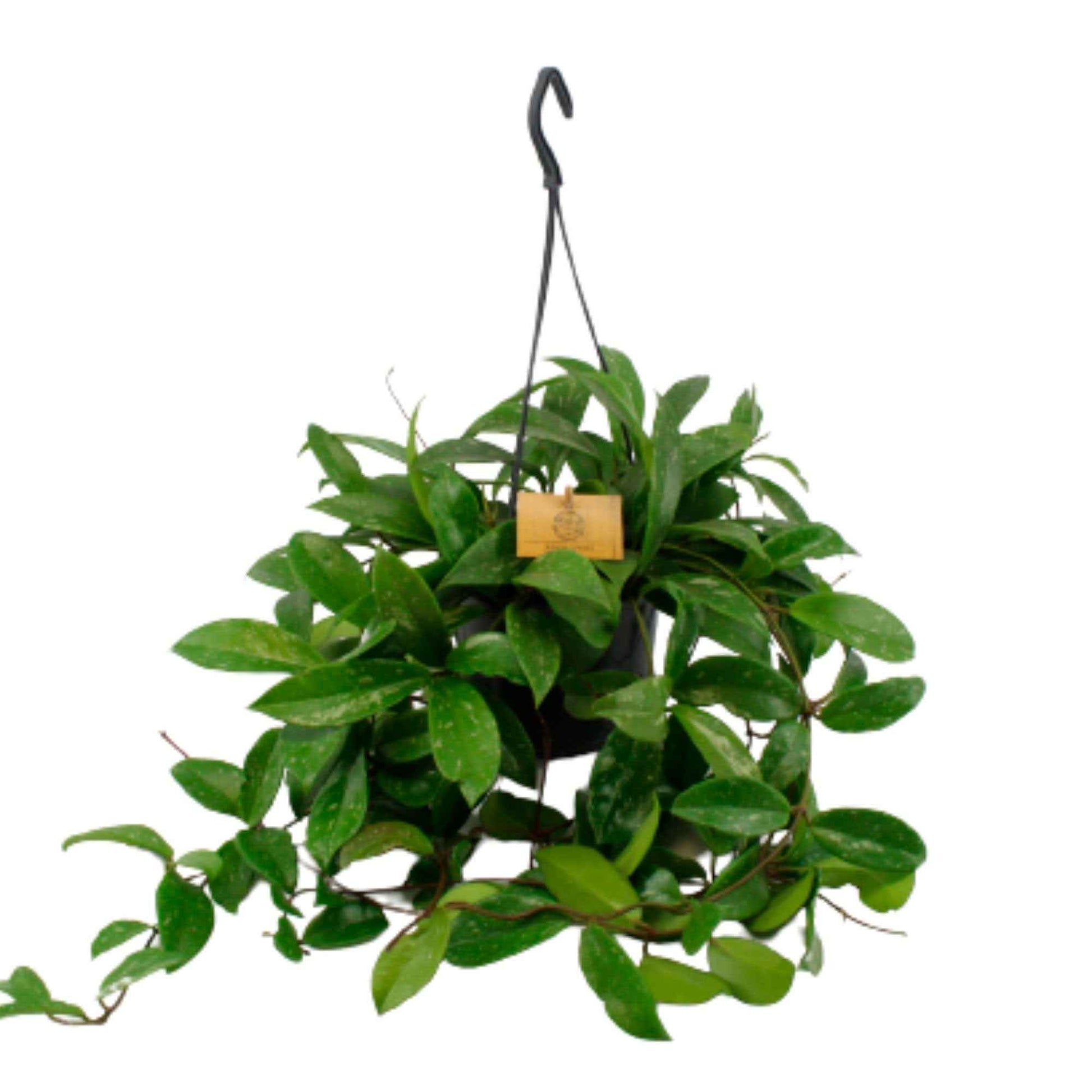 Wasbloem Hoya 'Shirley'  - Hangplant - Groene kamerplanten