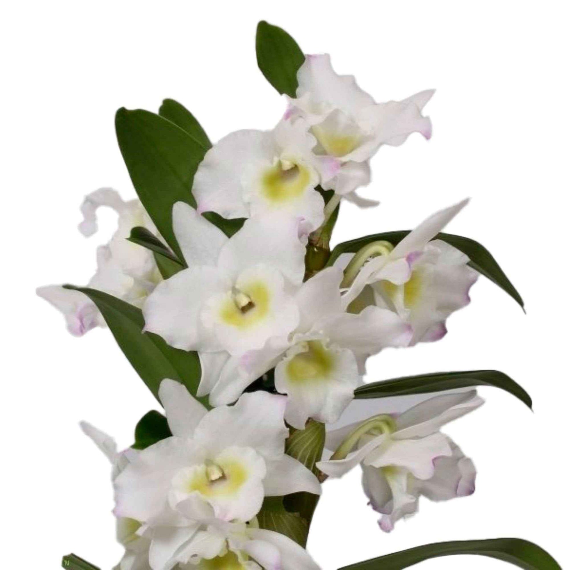 Orchidee Dendrobium 'Apollon' Wit-Geel - Diervriendelijke kamerplanten