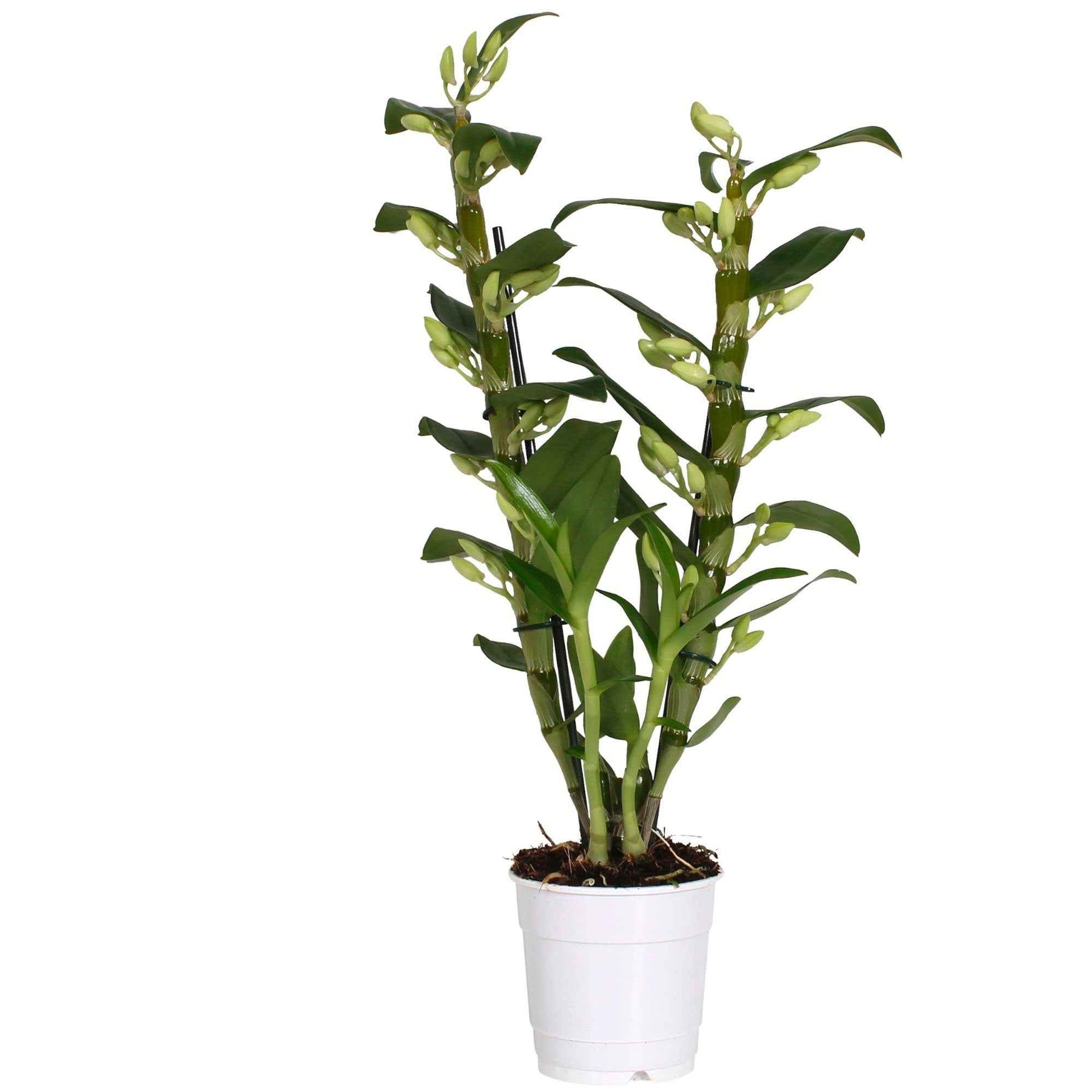 Orchidee Dendrobium 'Apollon' Wit-Geel - Bloeiende kamerplanten