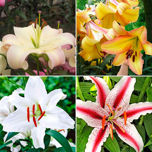 100+ Lelie Lilium 'Oriental Lilies' Gemengde kleuren - Aanbiedingen