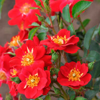 Roos Rosa 'Amulet Mella'® Rood - Winterhard - Plant eigenschap