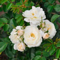 Roos Rosa 'Crystal Mella'® Wit - Winterhard - Plant eigenschap