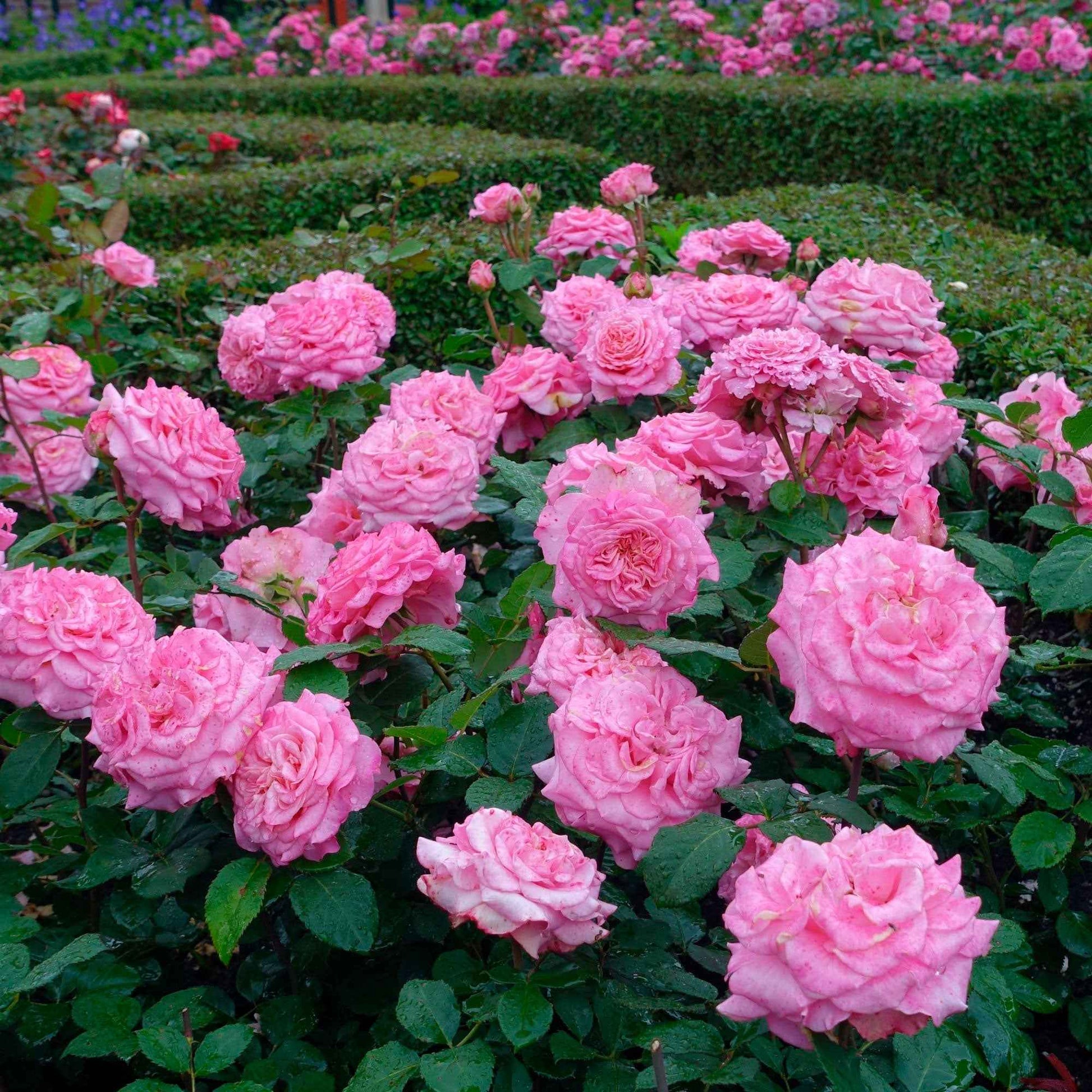 Grootbloemige roos Rosa 'Romina'® Roze - Winterhard - Nieuw outdoor