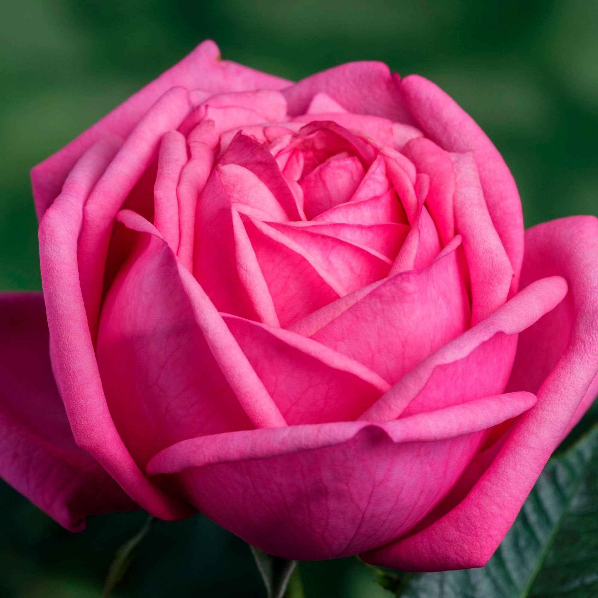 Grootbloemige roos Rosa 'Romina'® Roze - Winterhard - Plant eigenschap