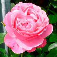 Stamroos Rosa 'Leonardo Da Vinci'® Roze  - Bare rooted - Winterhard - Nieuw outdoor