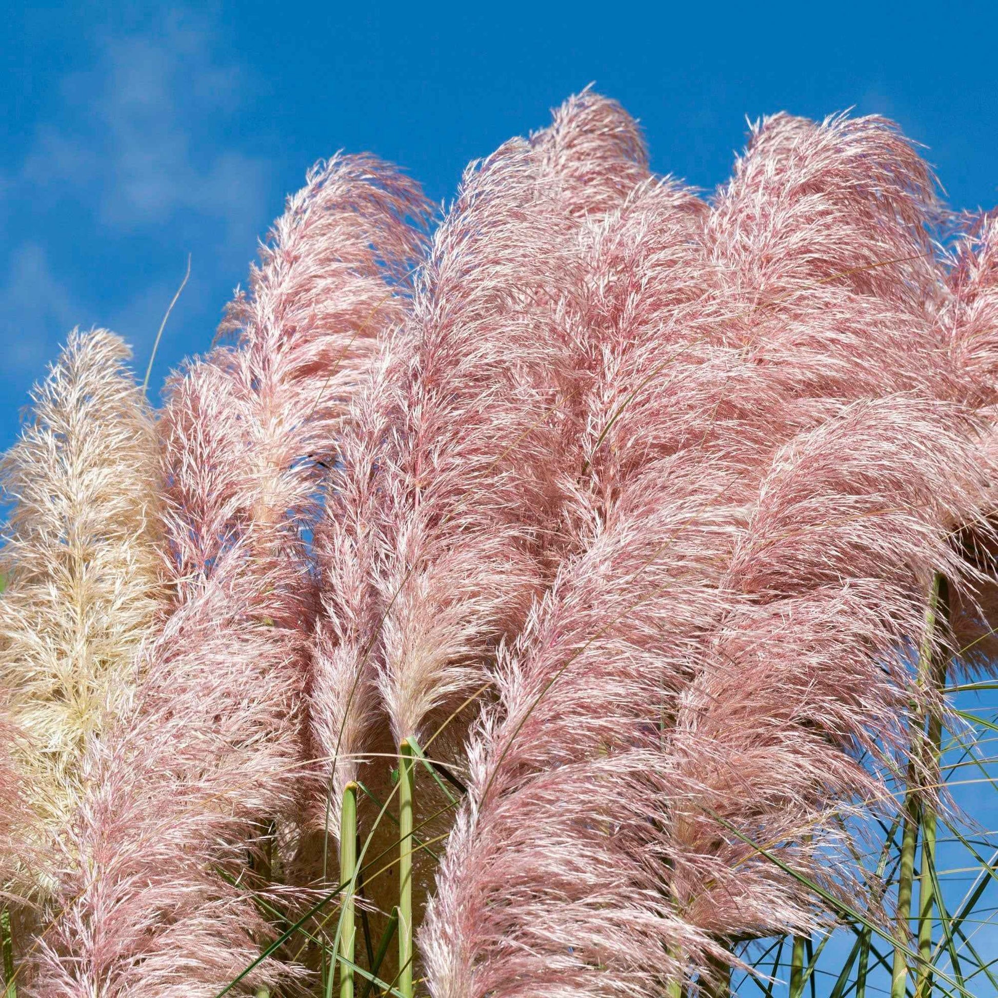 Pampasgras Cortaderia 'Pink Feathers' Wit-Roze - Winterhard - Nieuw outdoor