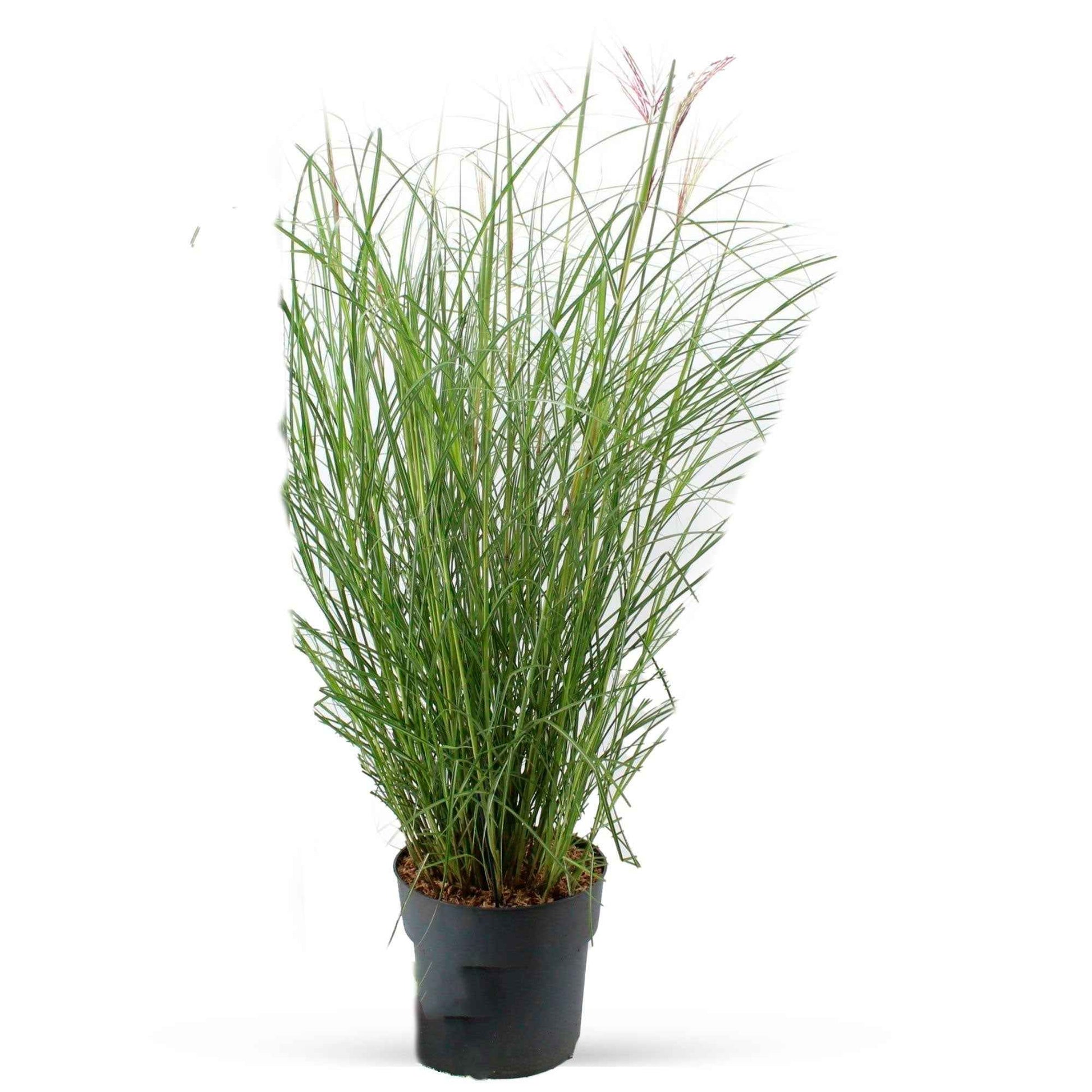 Prachtriet Miscanthus 'Red Chief' - Alle vaste tuinplanten