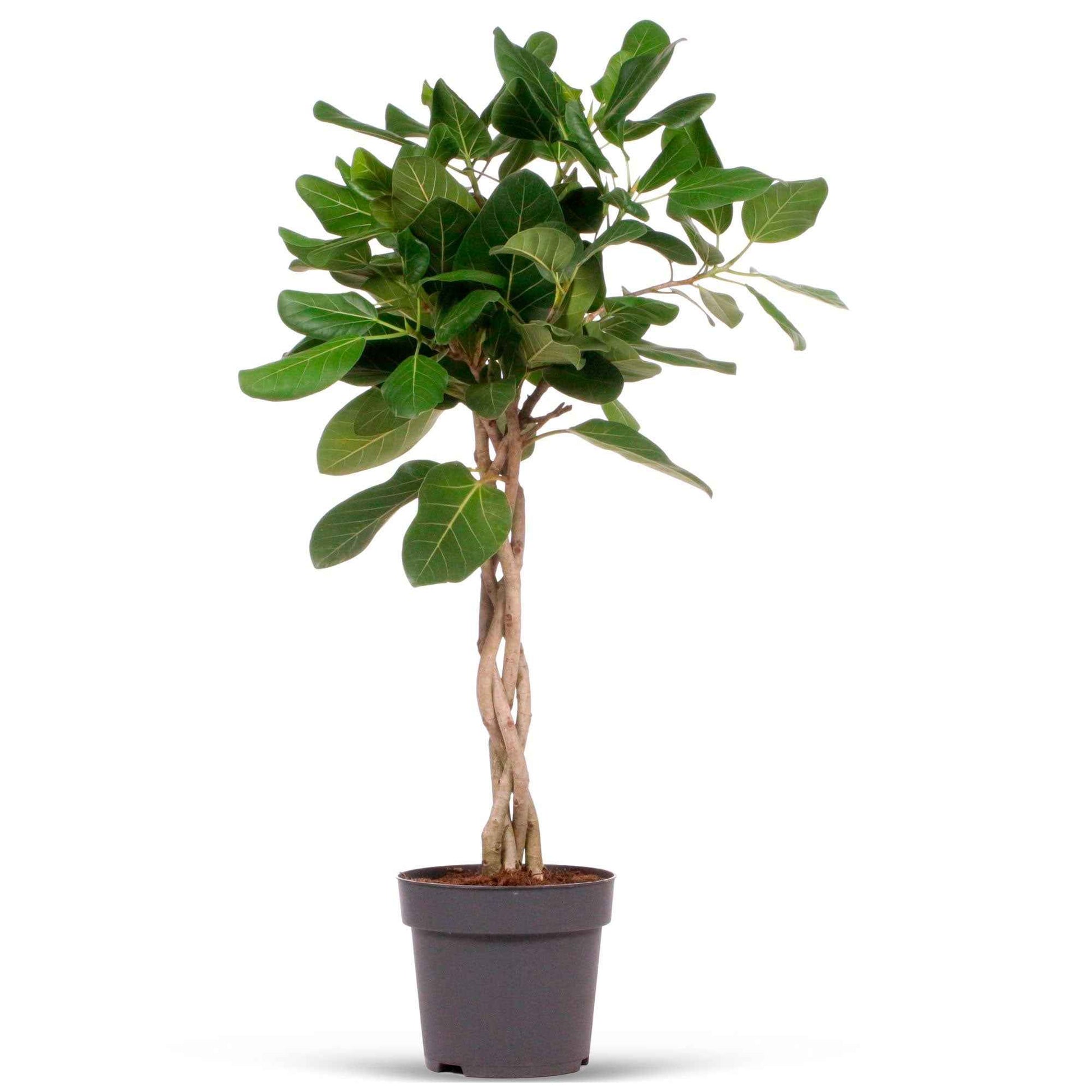 Wurgvijg Ficus  benghalensis 'Audrey' - Nieuw indoor