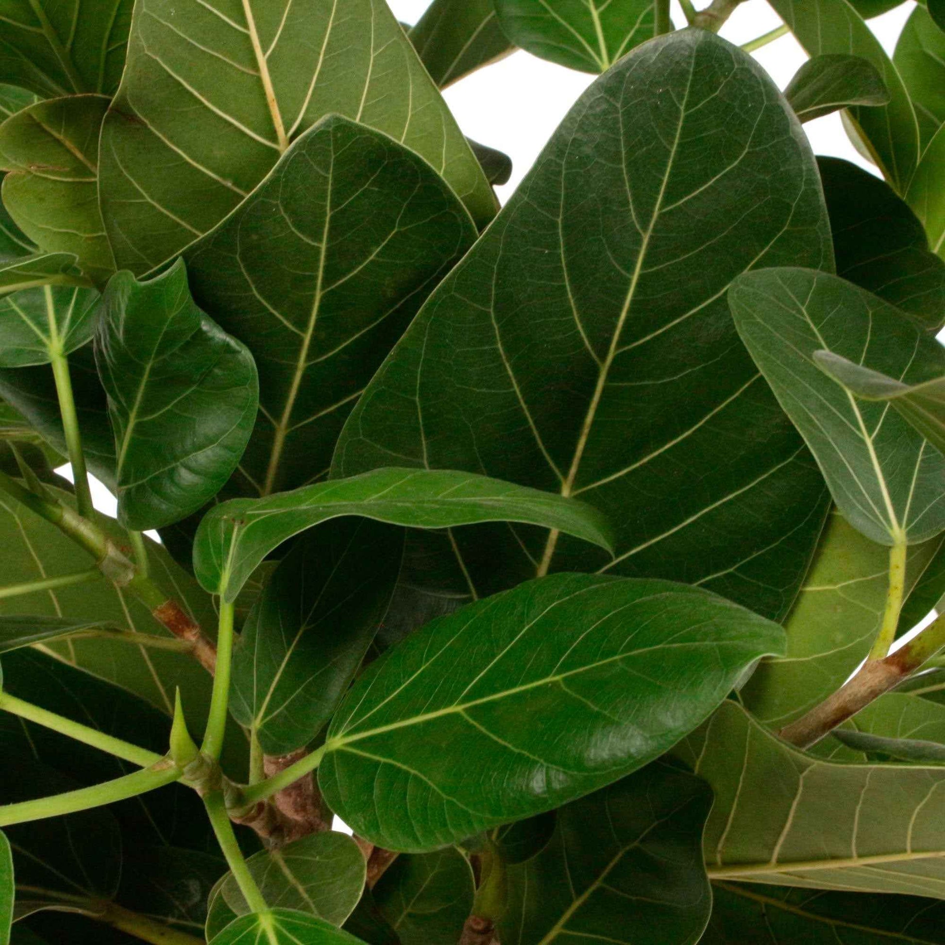 Wurgvijg Ficus  benghalensis 'Audrey' - Kamerplanten