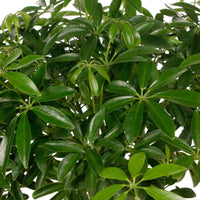 Vingerboom  Schefflera luseana - Huiskamerplanten