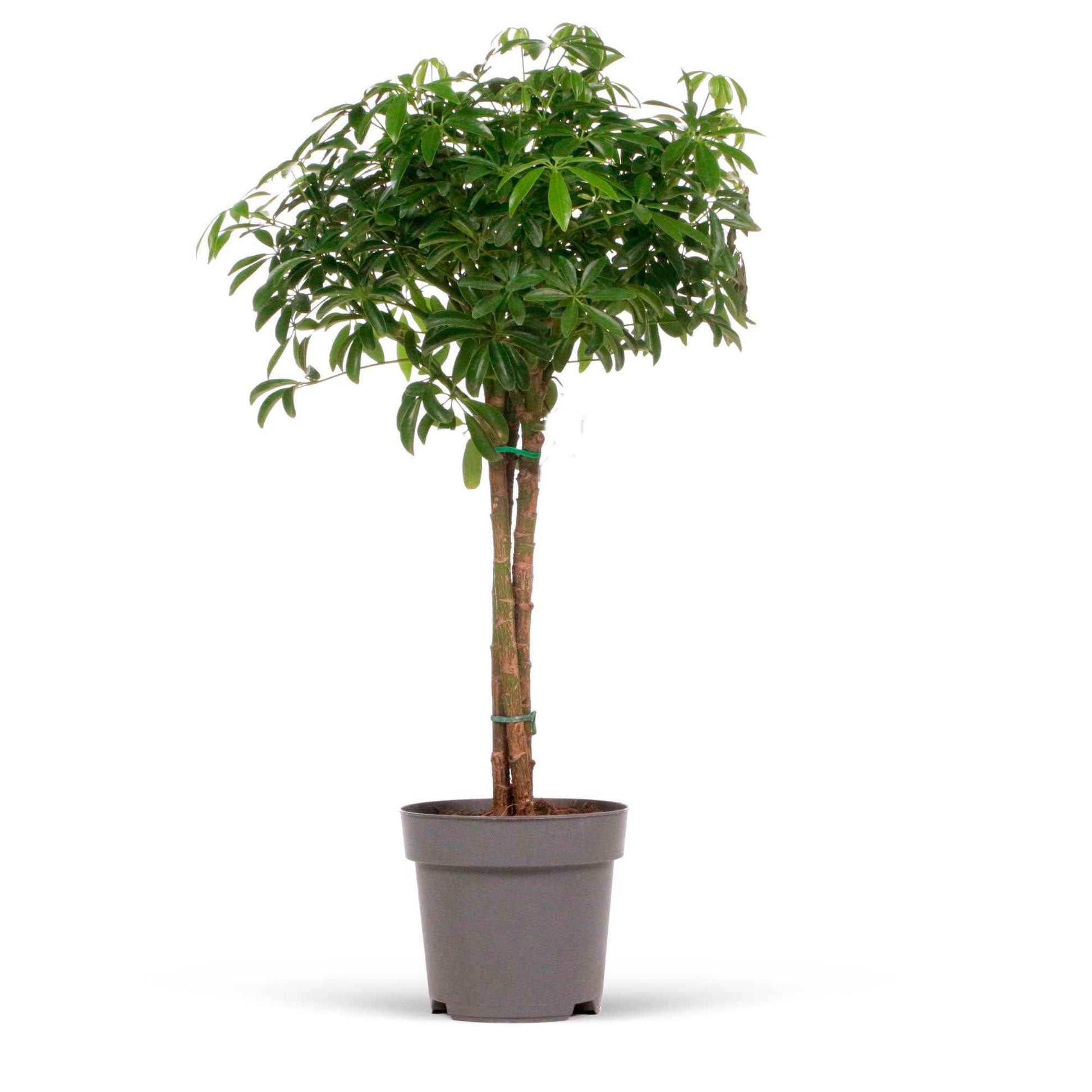 Vingerboom  Schefflera luseana - Kamerplanten