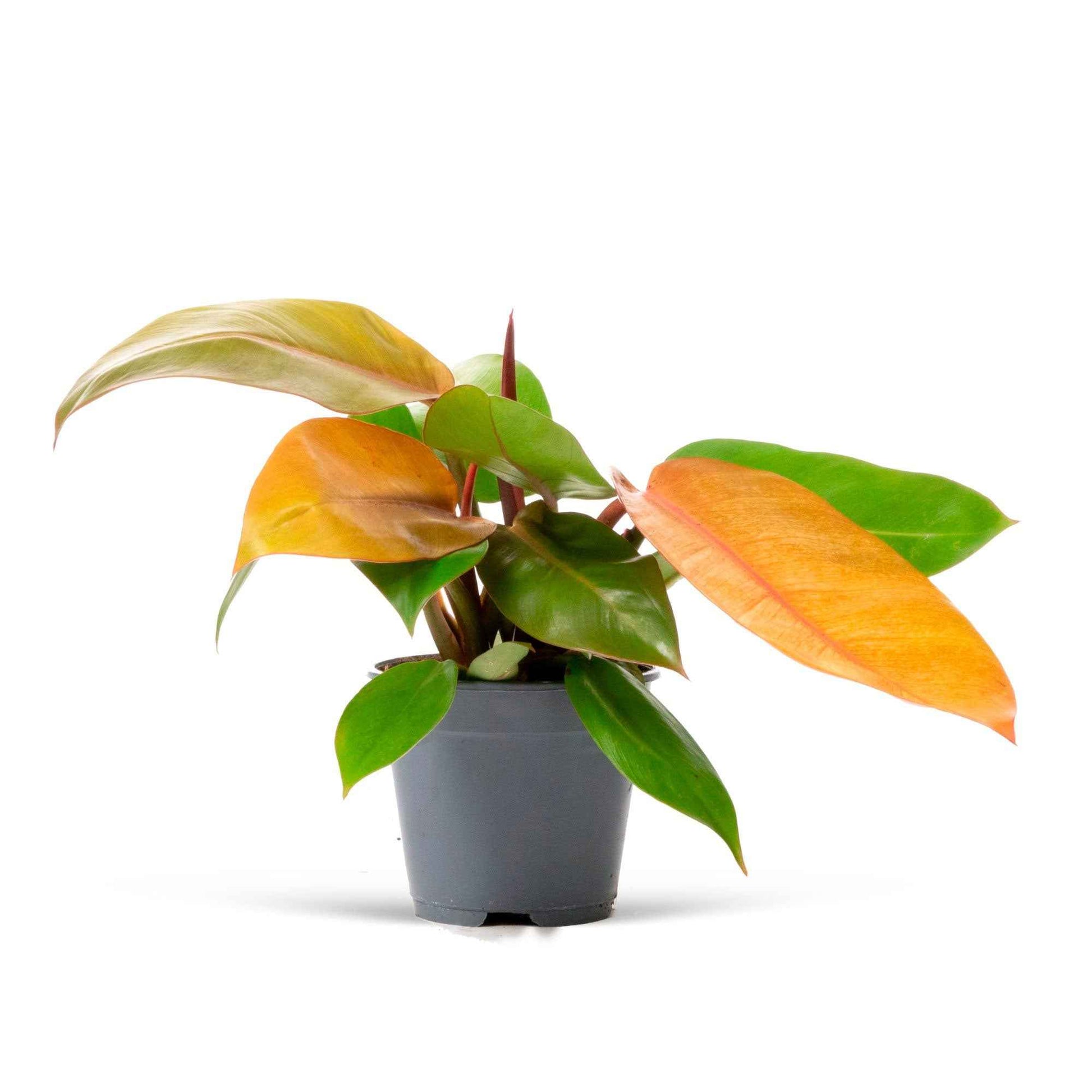 Philodendron 'Prince Of Orange' - Groene kamerplanten