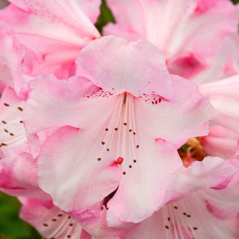 Rhododendron  'Kalinka' Roze - Winterhard - Bloeiende struiken