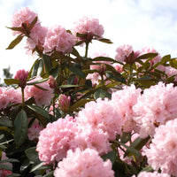 Rhododendron  'Kalinka' Roze - Winterhard - Alle bloeiende tuinplanten