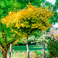 Japanse notenboom Ginkgo  'Mariken' - Winterhard - Nieuw outdoor