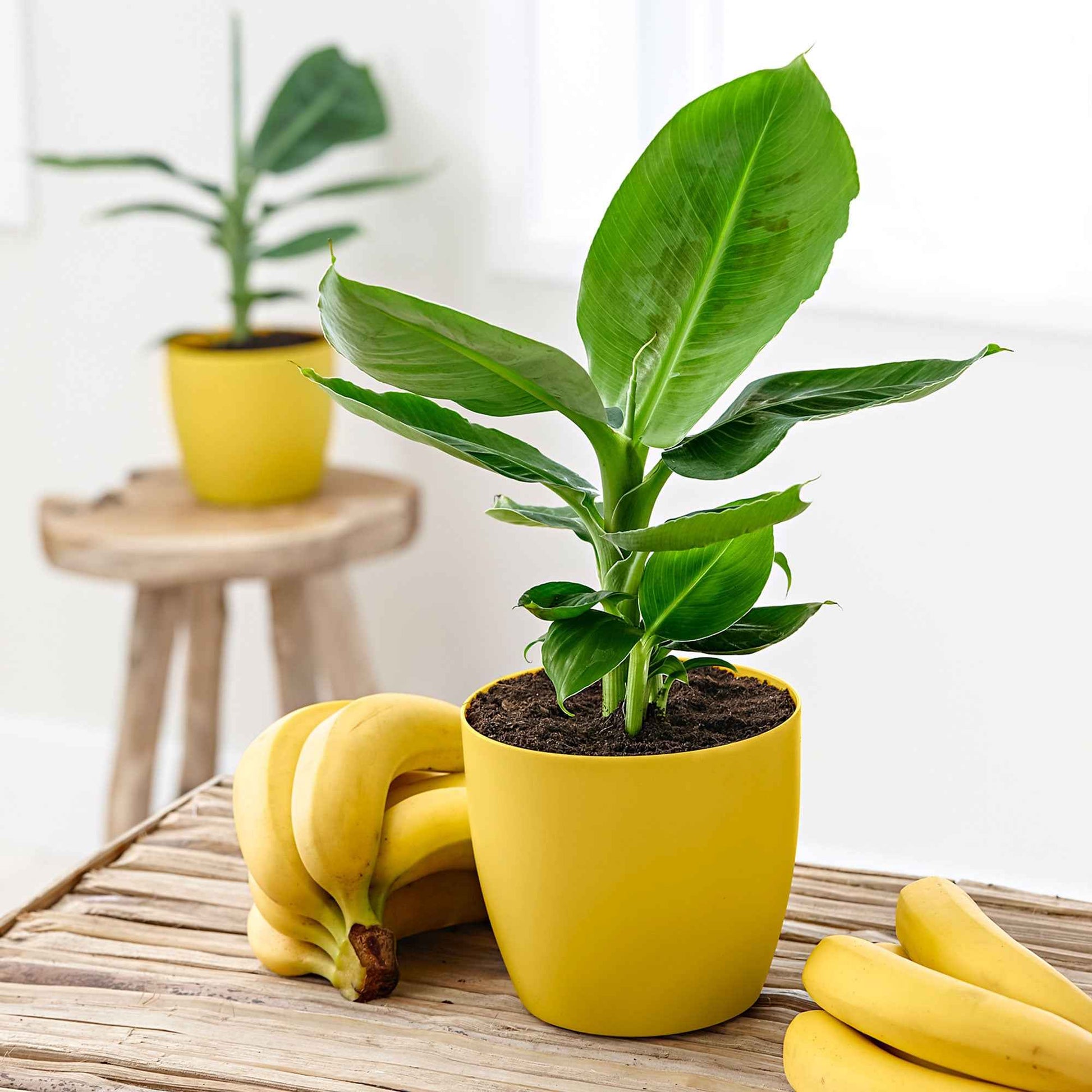 Bananenplant Musa 'Oriental Dwarf' incl. geurende sierpot - Binnenplant in pot cadeau