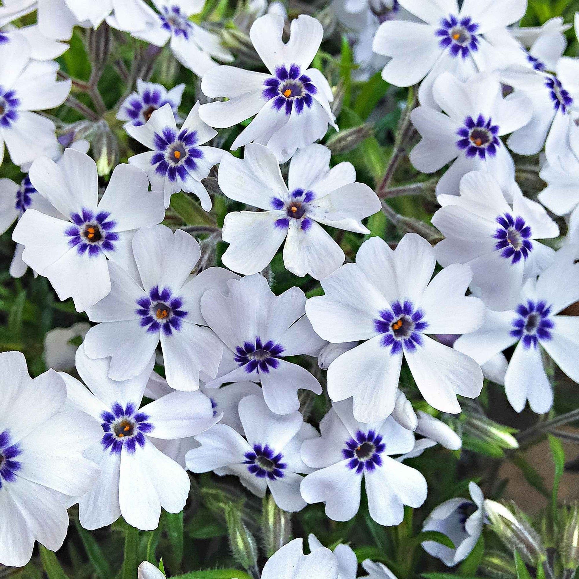 6-pack - bodembedekkers - kruipphlox Phlox 'Bavaria' blauw-wit  - Winterhard - Alle vaste tuinplanten