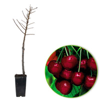 Patio kersenboom op pot - Winterhard - Fruit