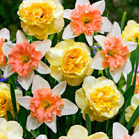 7x Dubbelbloemige narcissen Narcissus - Mix ’Art Design’ + ’Dear Love’ geel-roze - Alle populaire bloembollen