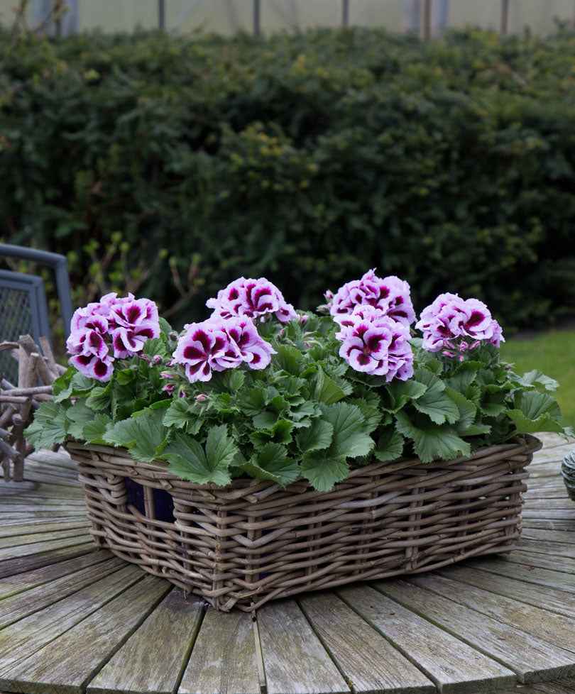 3x Franse geranium Pelargonium 'Patricia' roze-paars - Bloeiende tuinplanten