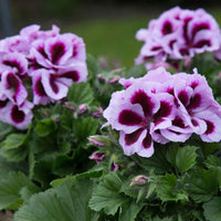 3x Franse geranium Pelargonium 'Patricia' roze-paars - Balkonplanten