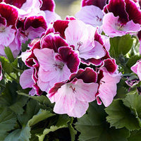 3x Franse geranium Pelargonium 'Jeanette' rood-roze - Geranium - Pelargonium