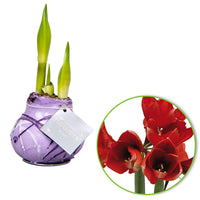 Wax Amaryllis 'Monet' paars - Alle bloembollen