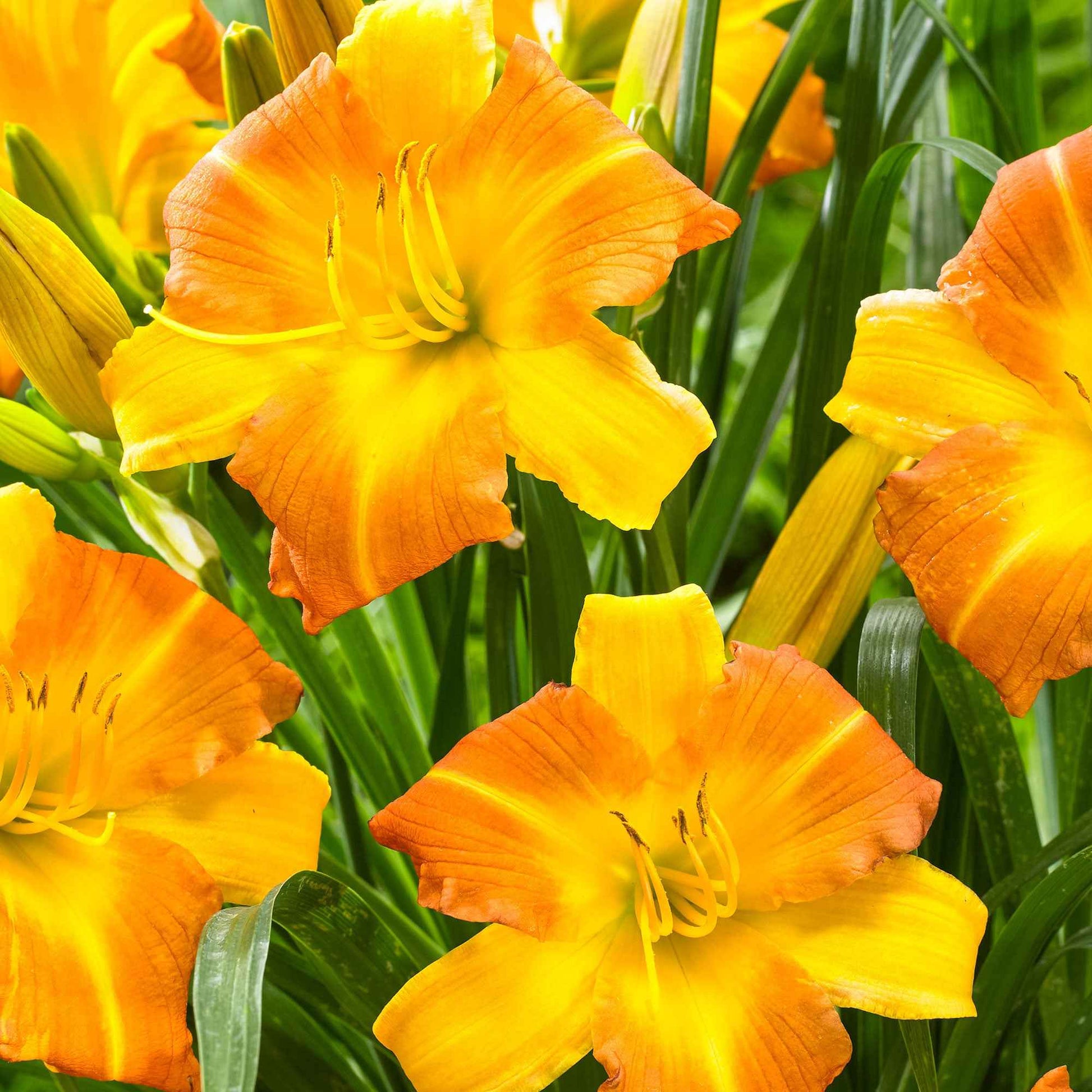 Lelie Hemerocallis 'Punch Yellow' geel-oranje - Bare rooted - Winterhard - Plant eigenschap