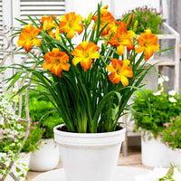 Lelie Hemerocallis 'Punch Yellow' geel-oranje - Bare rooted - Winterhard - Borderplanten