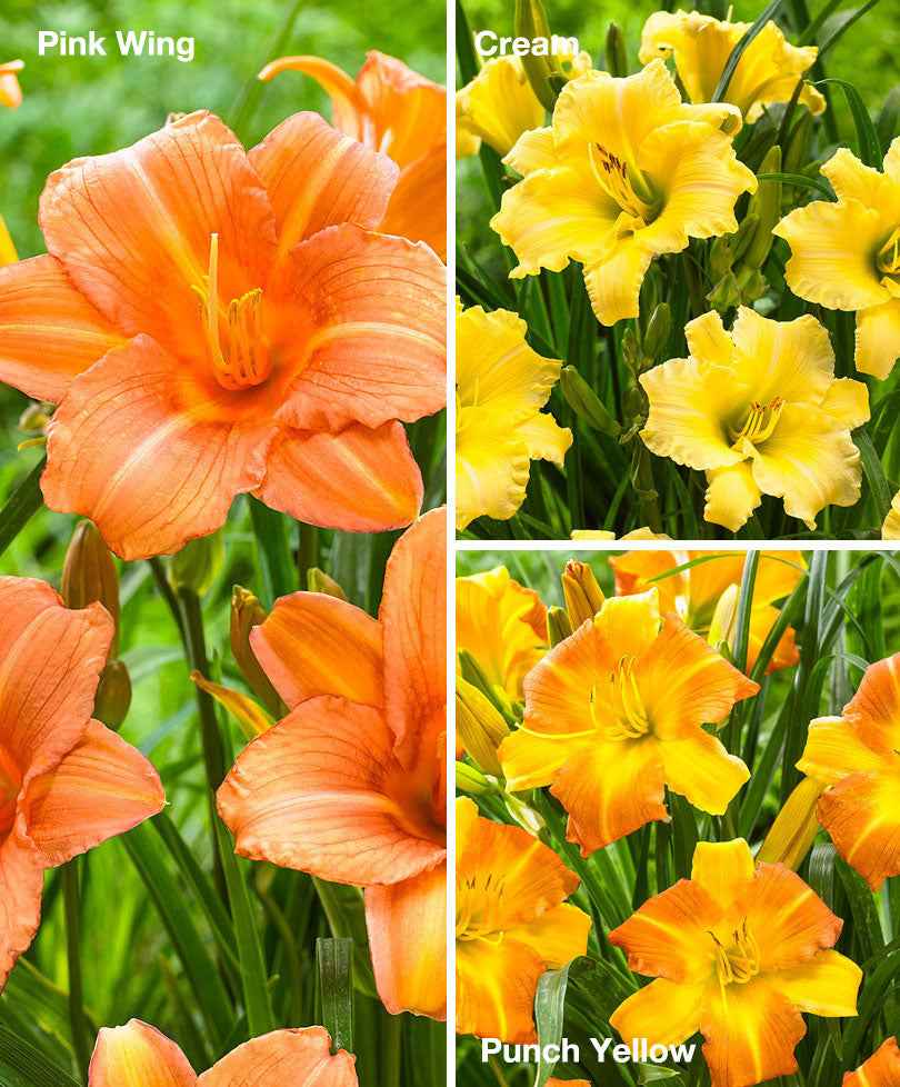 3x Hemerocallis geel-zalm-oranje - Mix 'Daily' - Bare rooted - Winterhard - Alle vaste tuinplanten