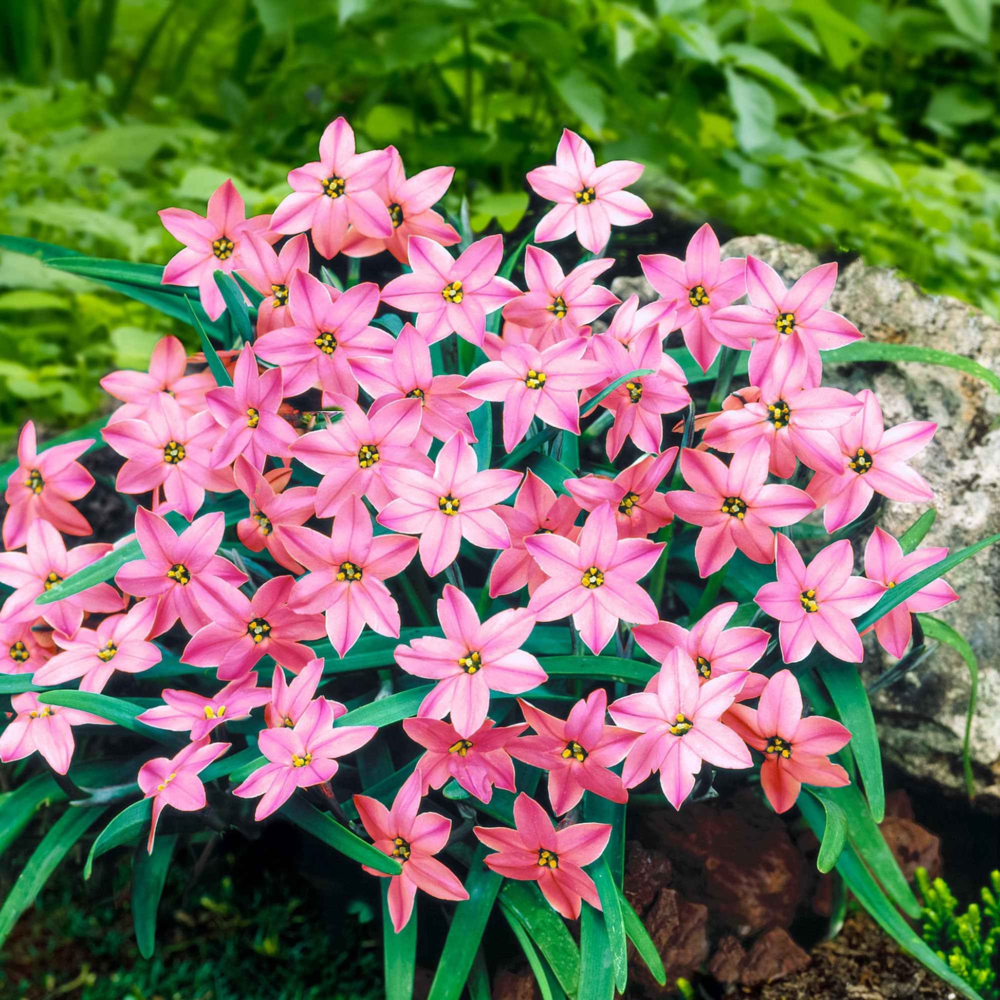 35x Voorjaarster Ipheion 'Charlotte Bishop' roze - Bloembollen per soort