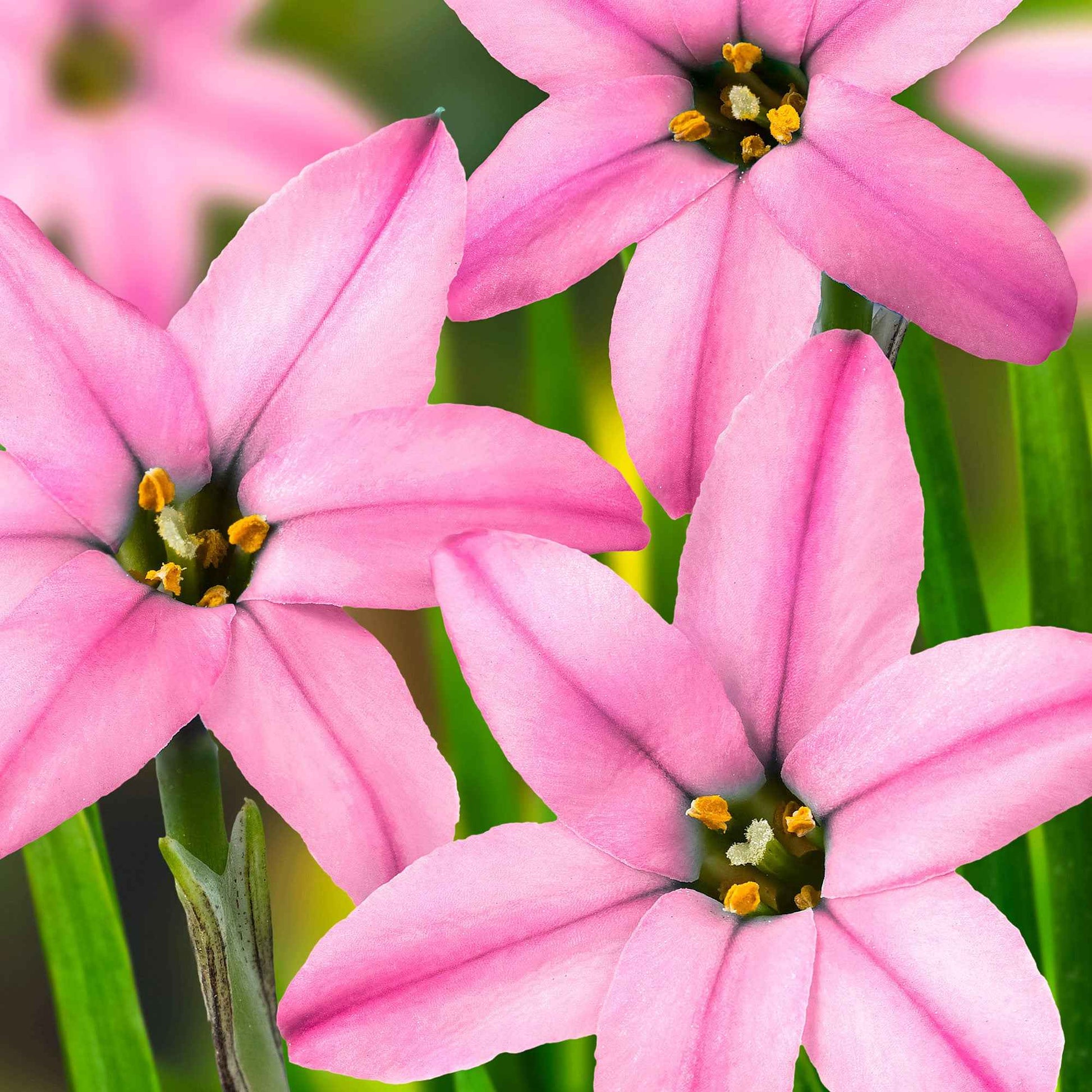 35x Voorjaarster Ipheion 'Charlotte Bishop' roze - Meer bloembollen