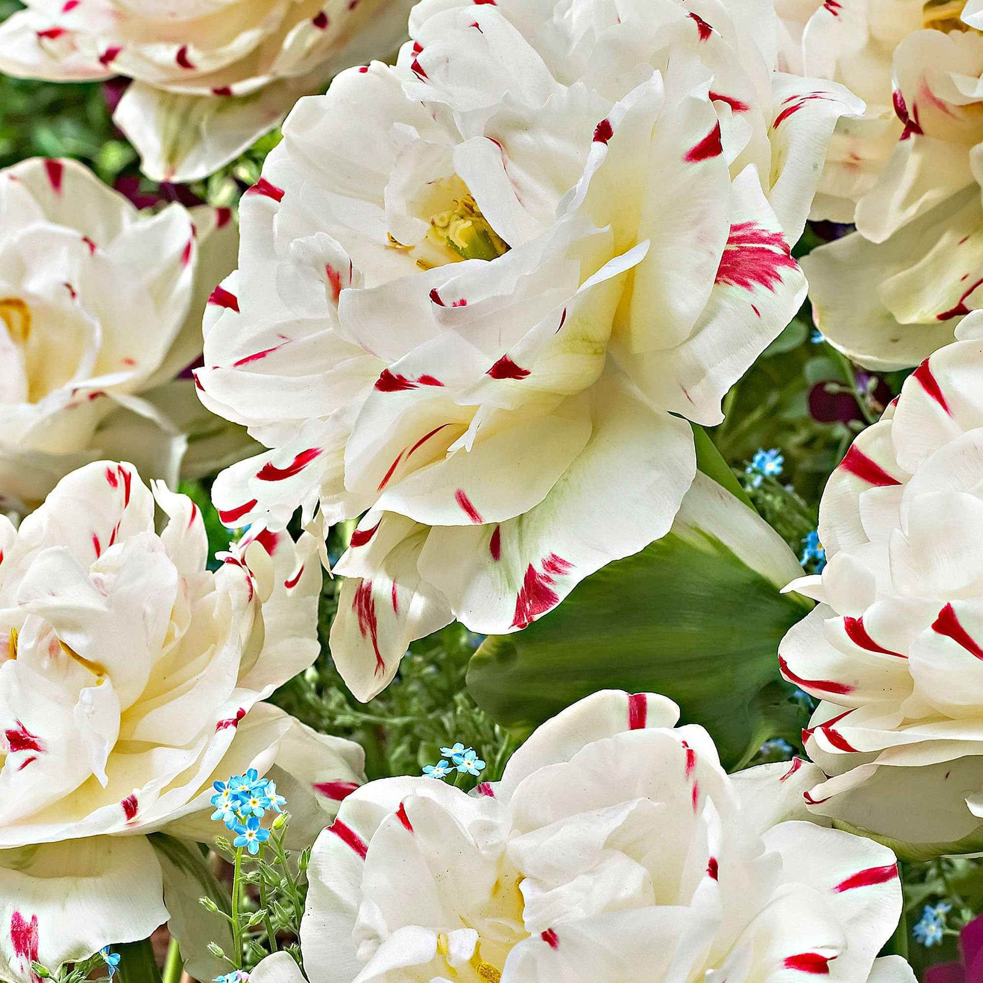 10x Dubbelbloemige tulpen Tulipa 'Danceline' wit - Bloembollen