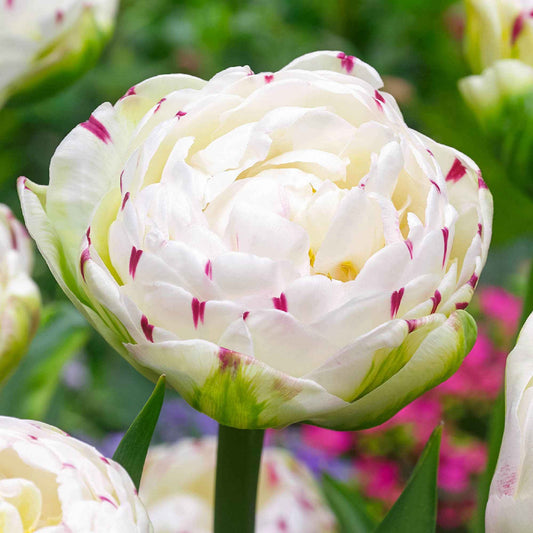 10x Dubbelbloemige tulpen Tulipa 'Danceline' wit - Alle bloembollen