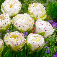 10x Dubbelbloemige tulpen Tulipa 'Danceline' wit - Alle populaire bloembollen