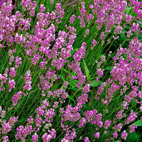 6x Lavendel Lavandula 'Loddon Pink' roze - Winterhard - Groenblijvende tuinplanten
