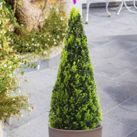 Buxus sempervirens piramide  - Winterhard - Bomen en hagen