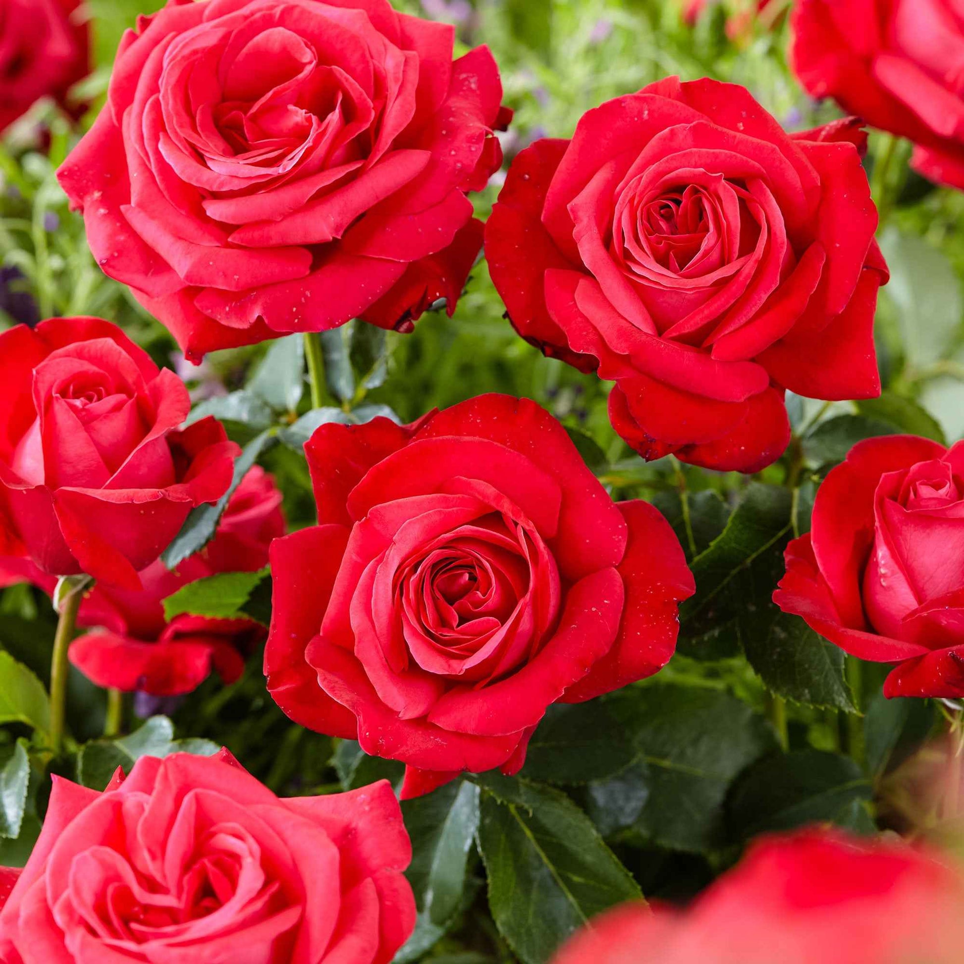 Grootbloemige roos Rosa 'Dame De Coeur'® Rood  - Bare rooted - Winterhard - Grootbloemige rozen